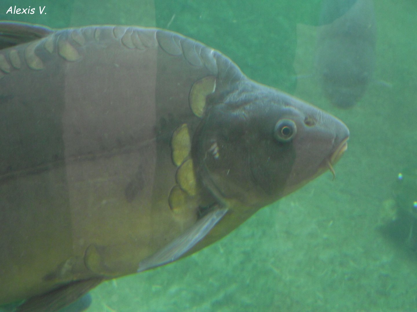 Common Carp - Zooparc de Beauval - 07/2020