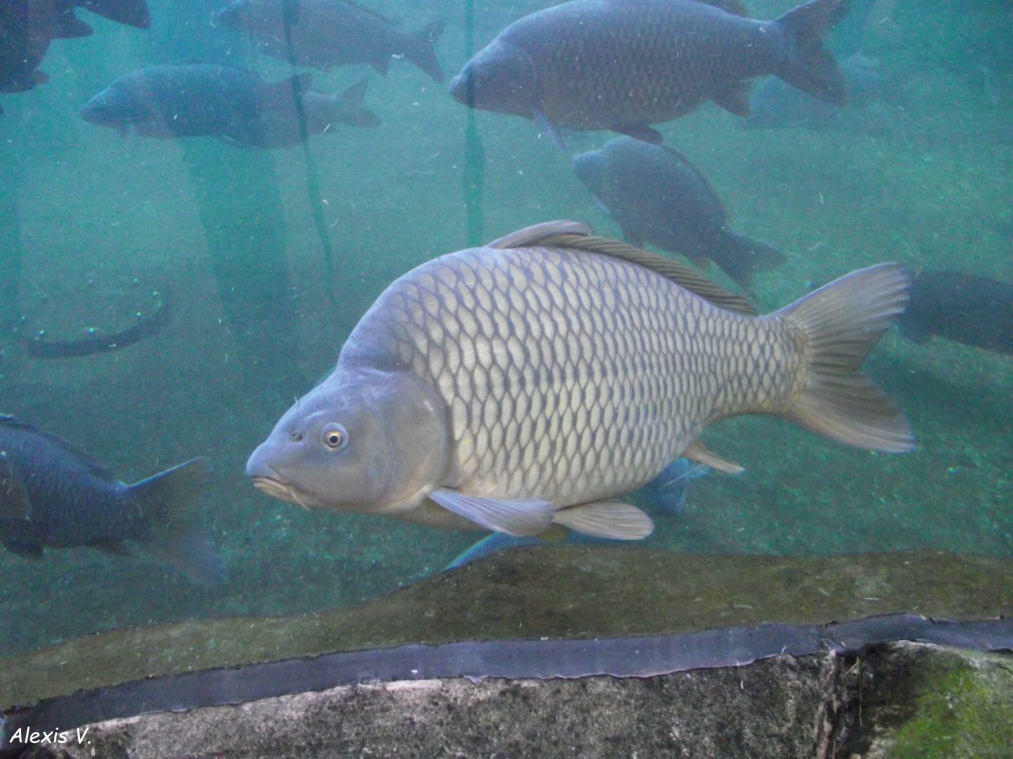 Common Carp - Zooparc de Beauval - 10/2021