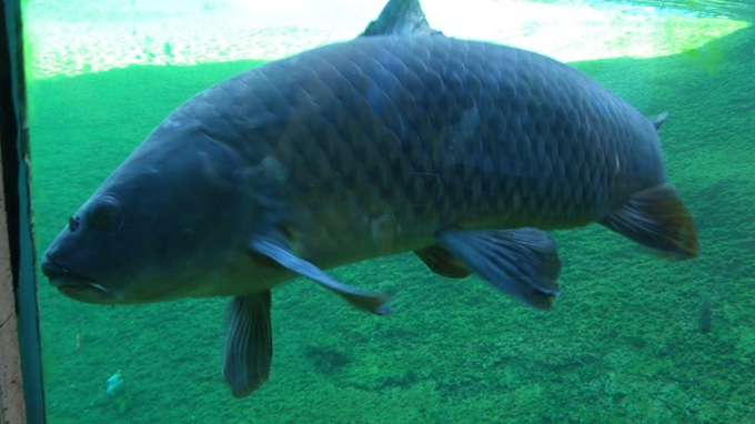 Common Carp