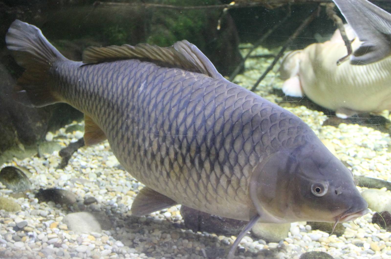 Common carp