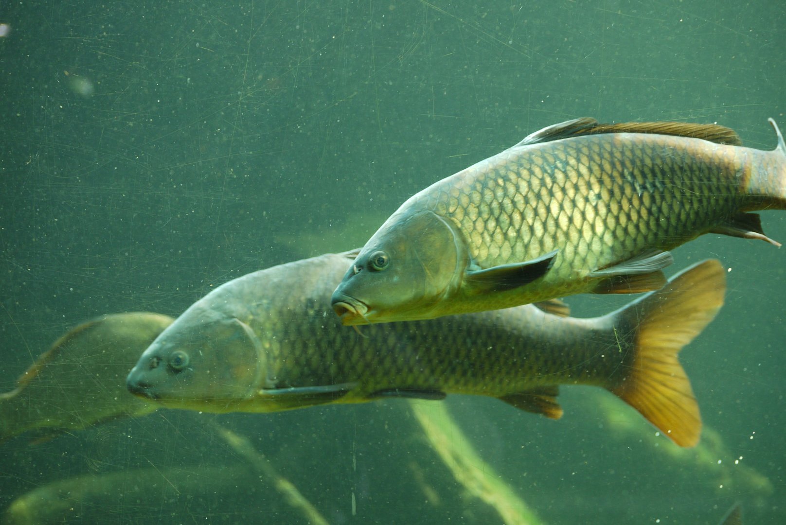 Common Carp