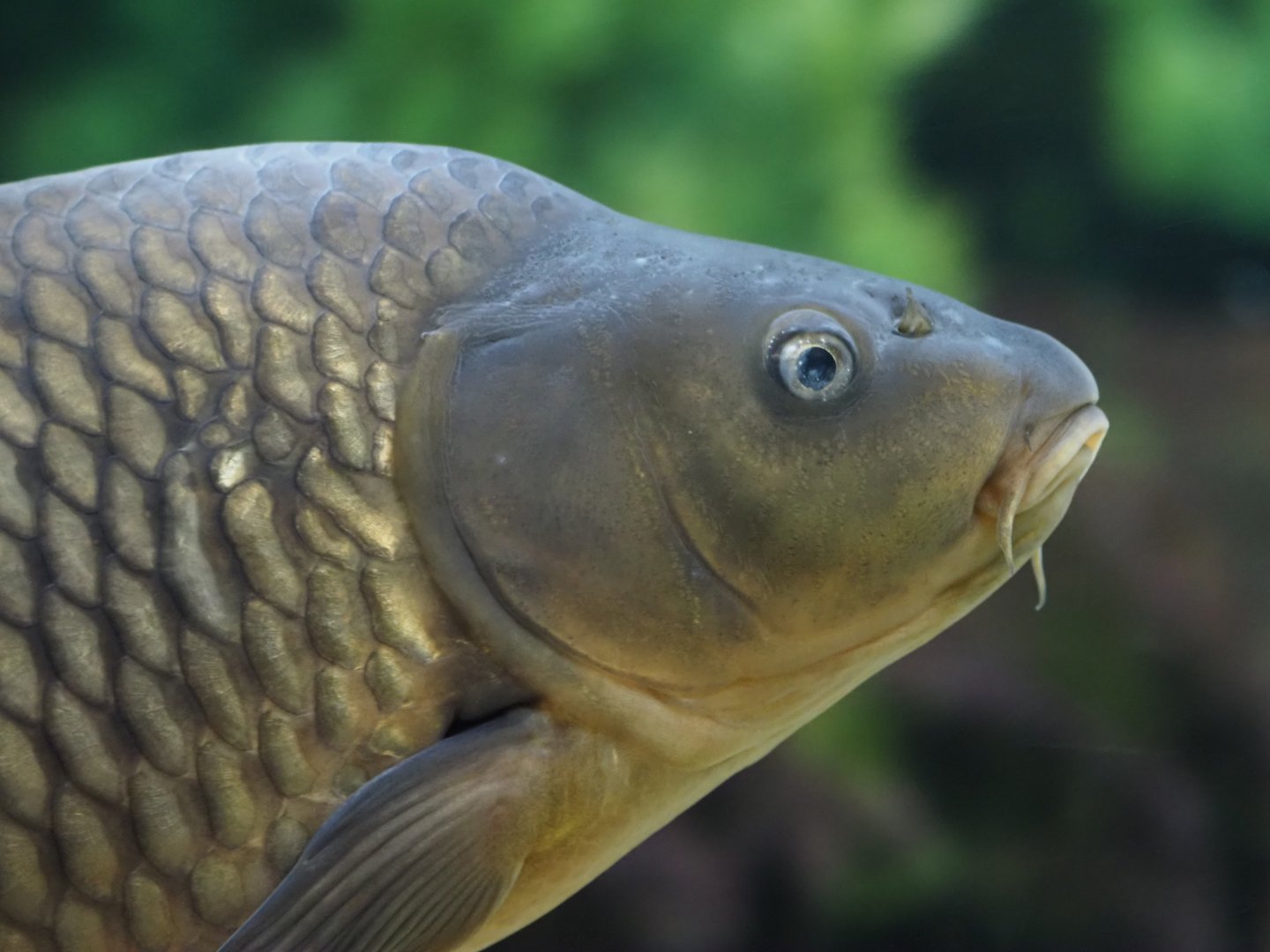 Common Carp
