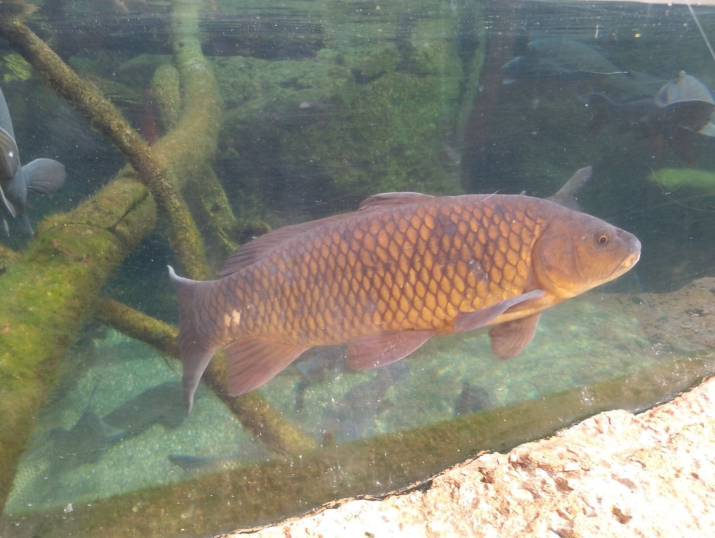 Common carp