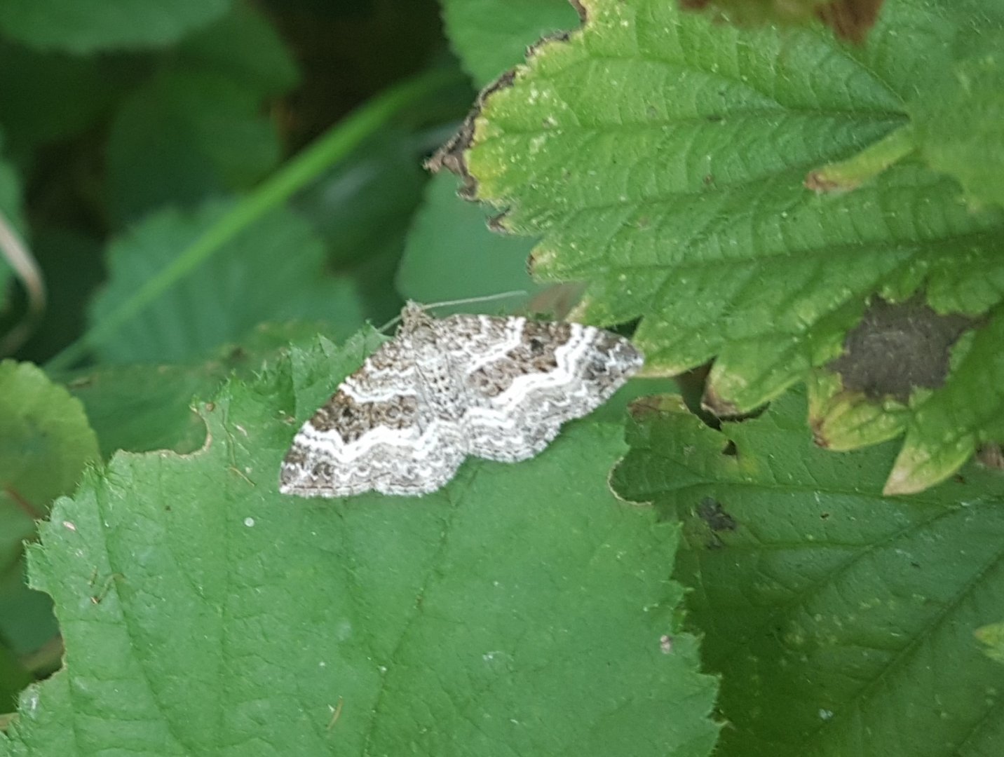 Common carpet ( aka white-banded toothed carpet ) - Epirrhoe alternata