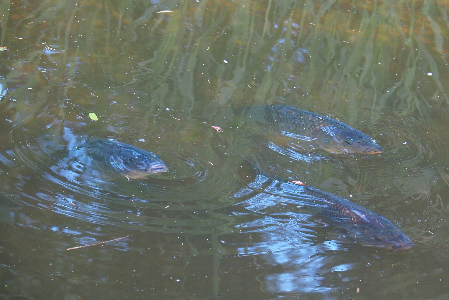 Common carps (Cyprinus carpio), 2022-05-28