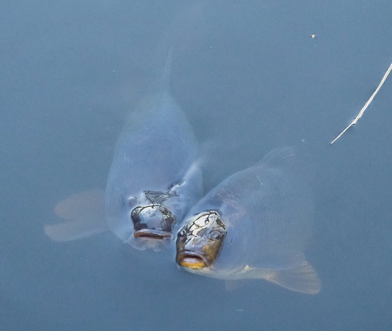 Common carps (Cyprinus carpio), 2022-12-27