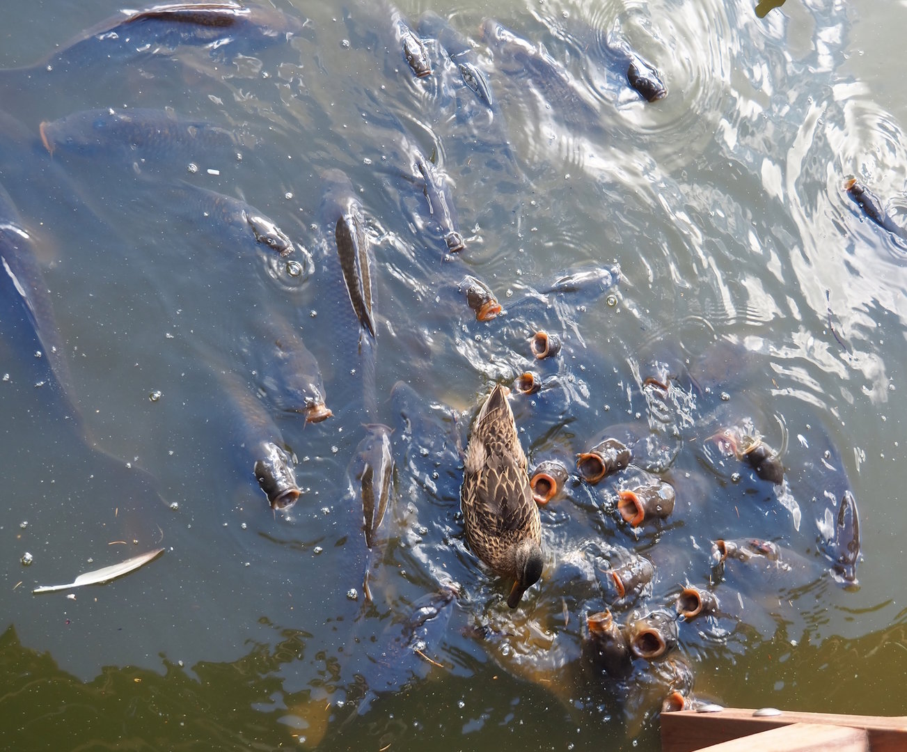 Common carps (Cyprinus carpio) and Wild female mallard (Anas platyrhynchos), 2022-07-16