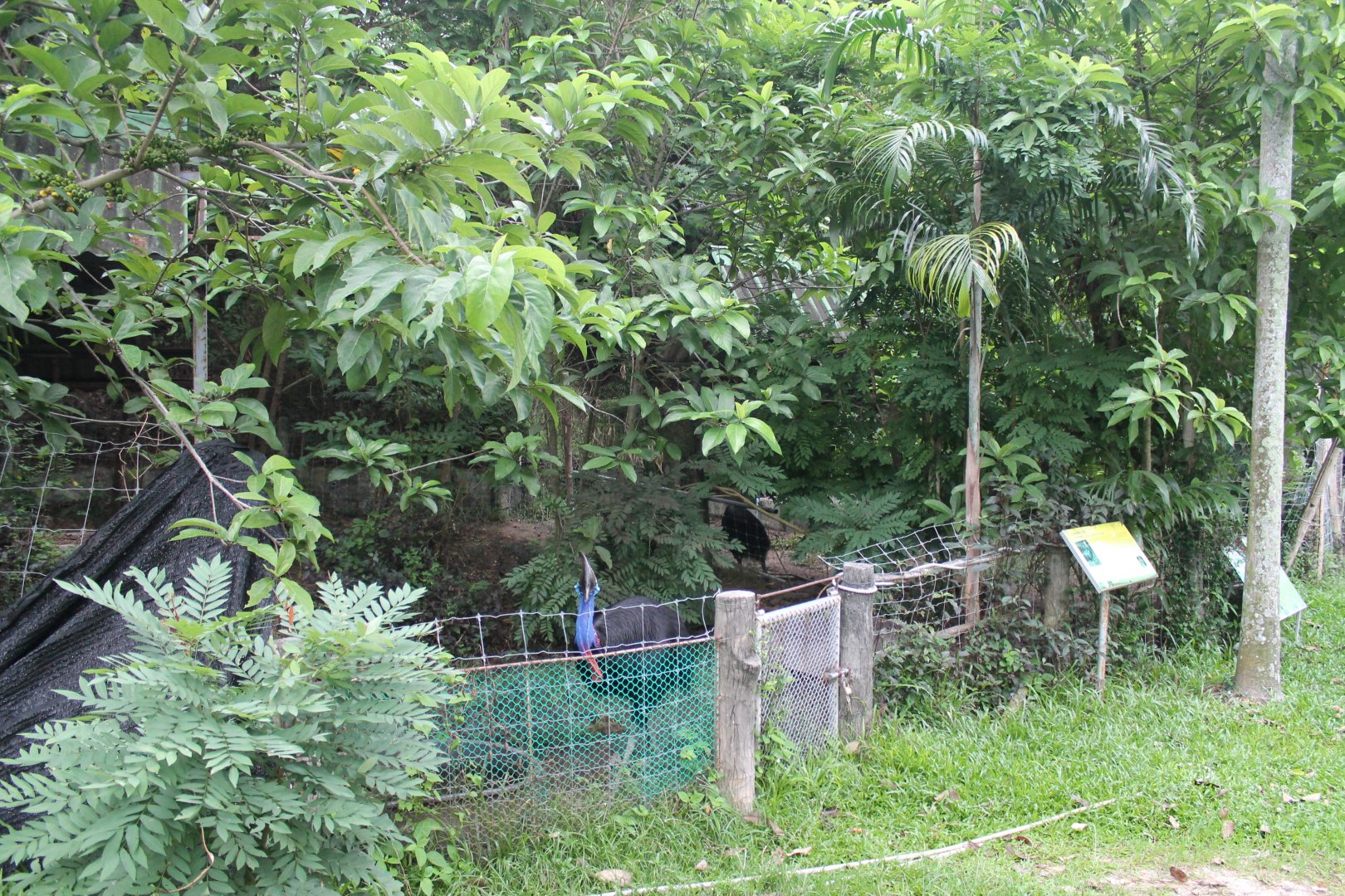 Common Cassowary enclosure