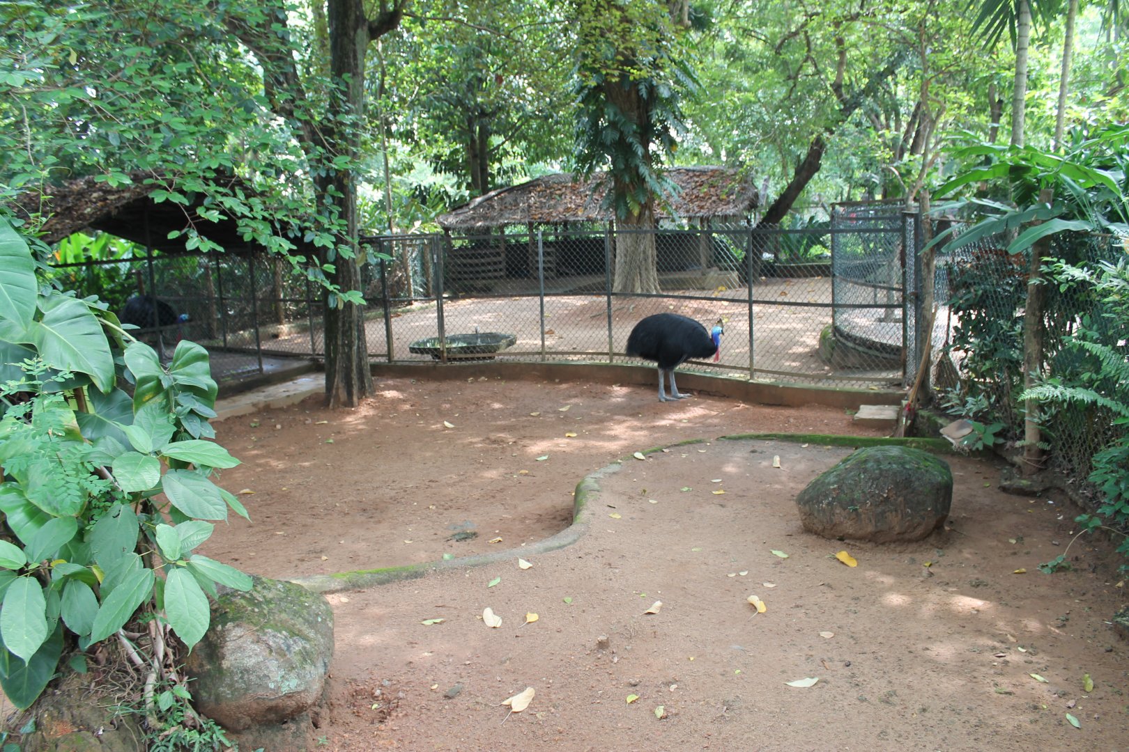 Common Cassowary enclosure