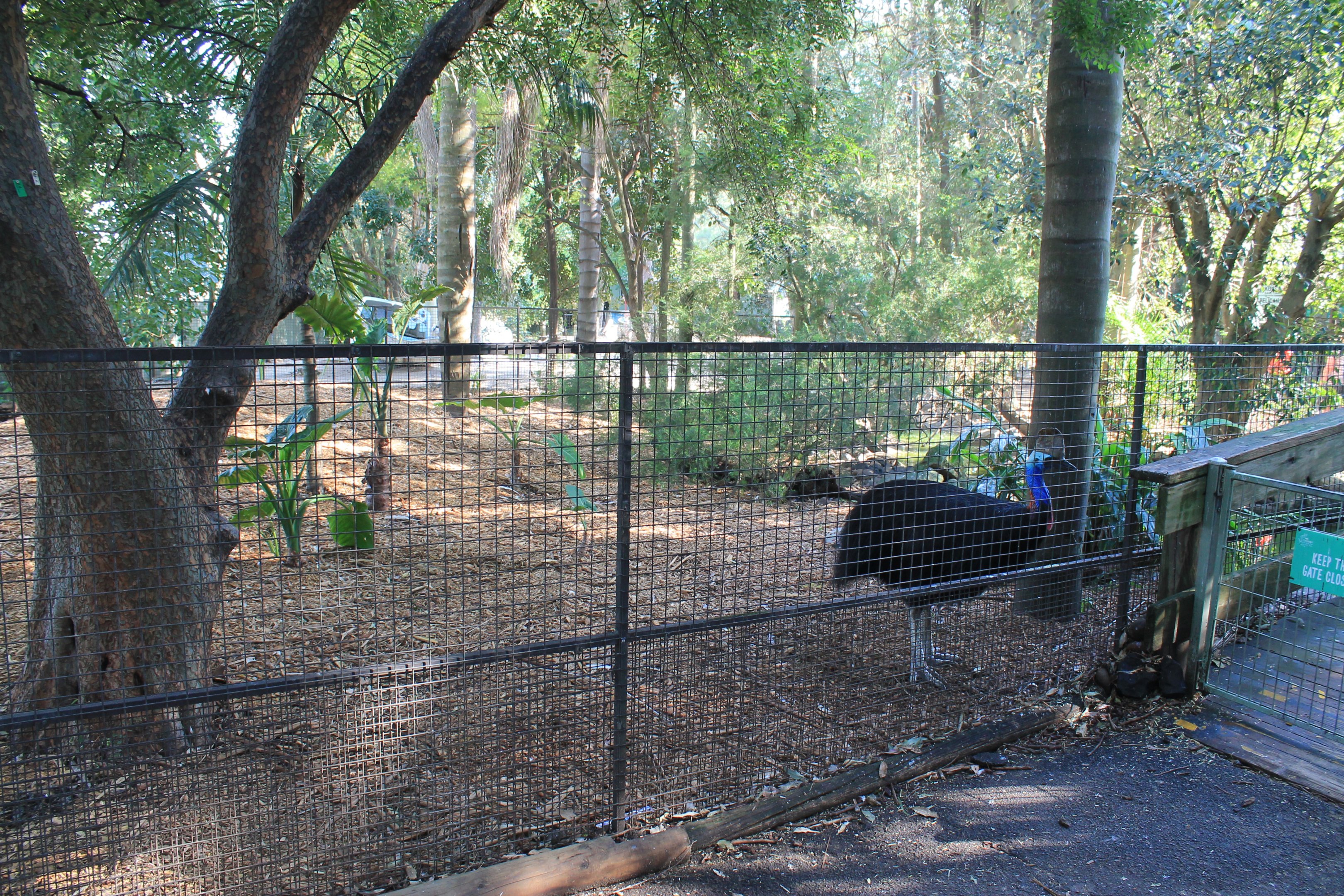 Common Cassowary enclosure