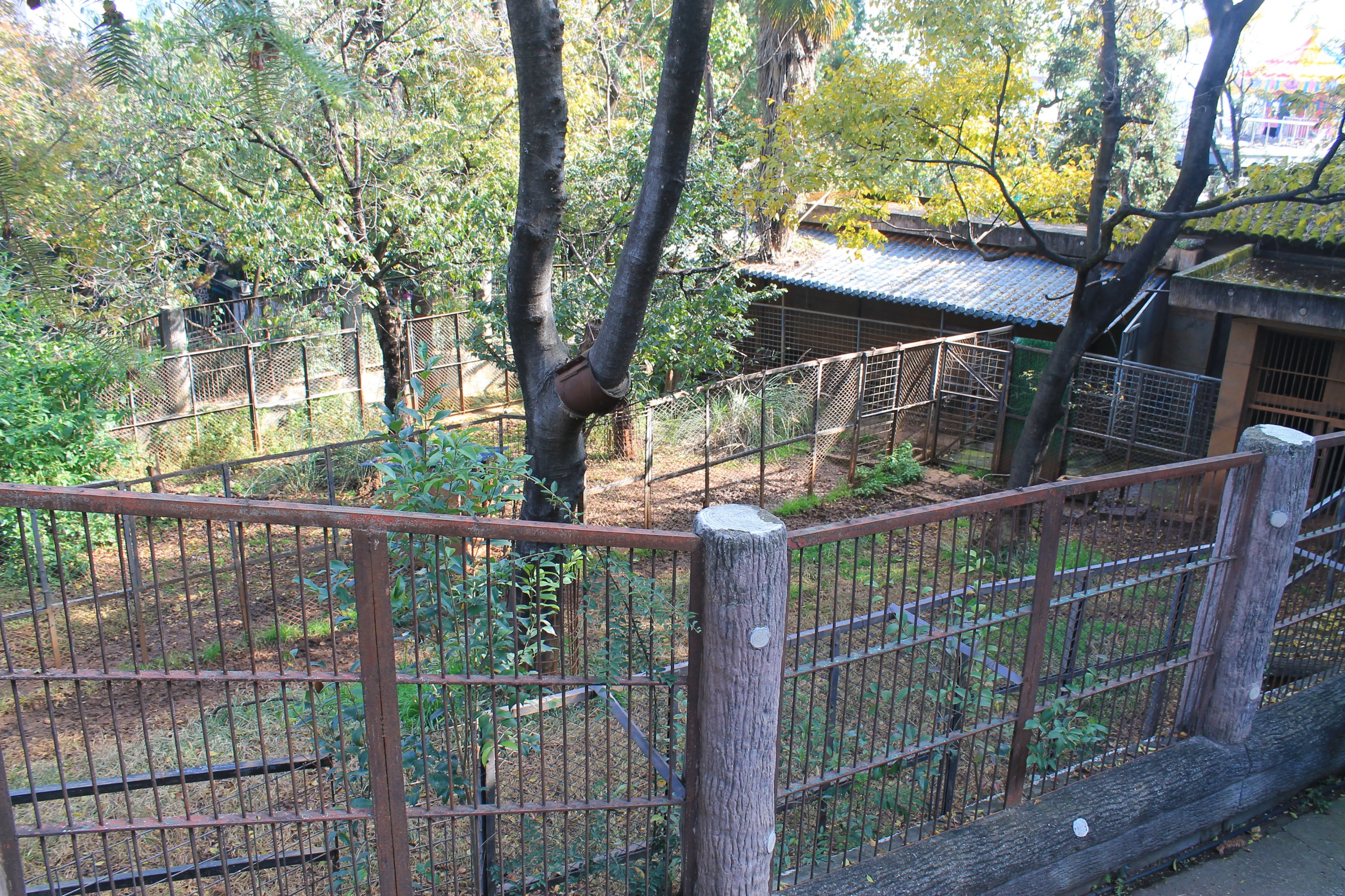 Common Cassowary pens