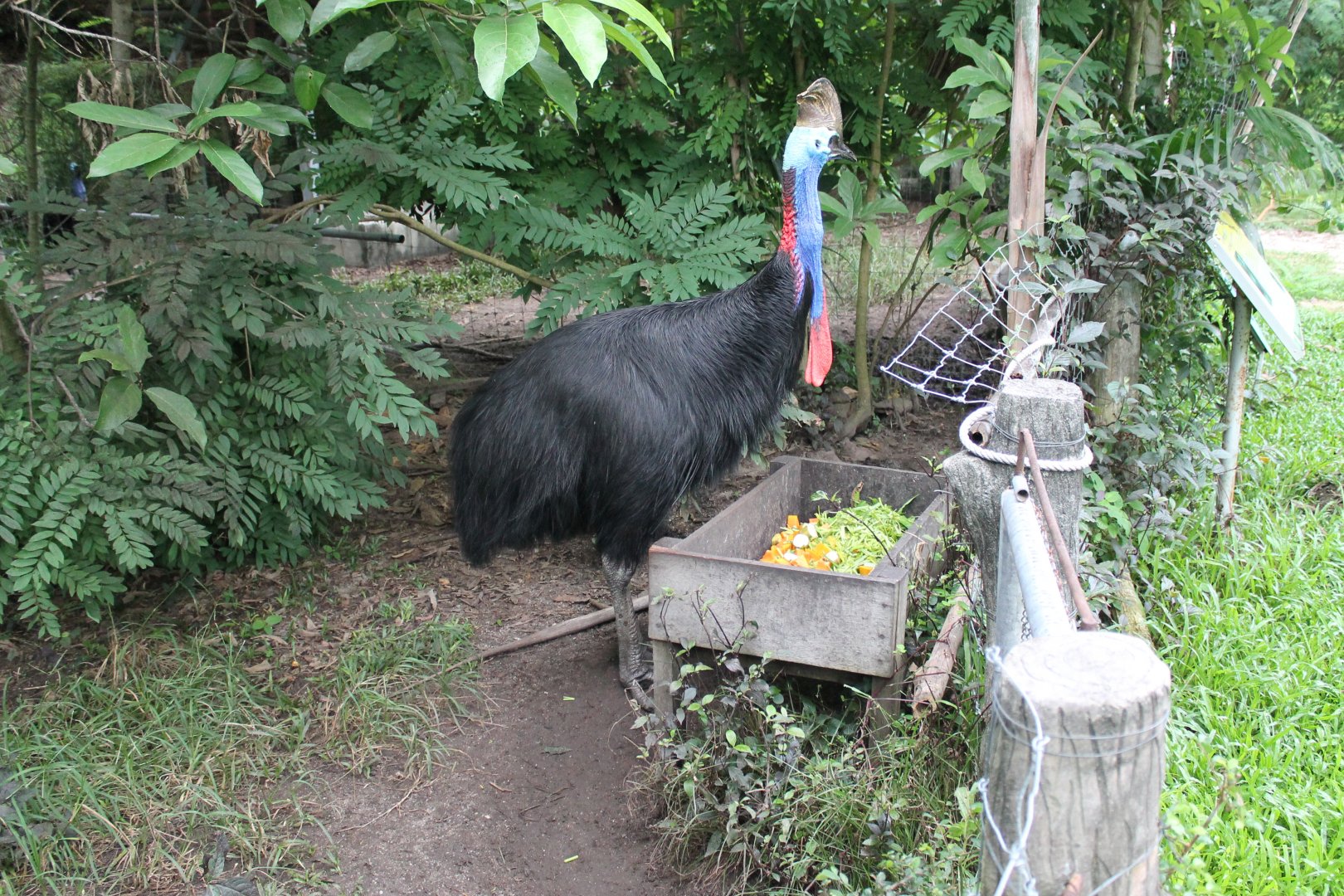 Common Cassowary