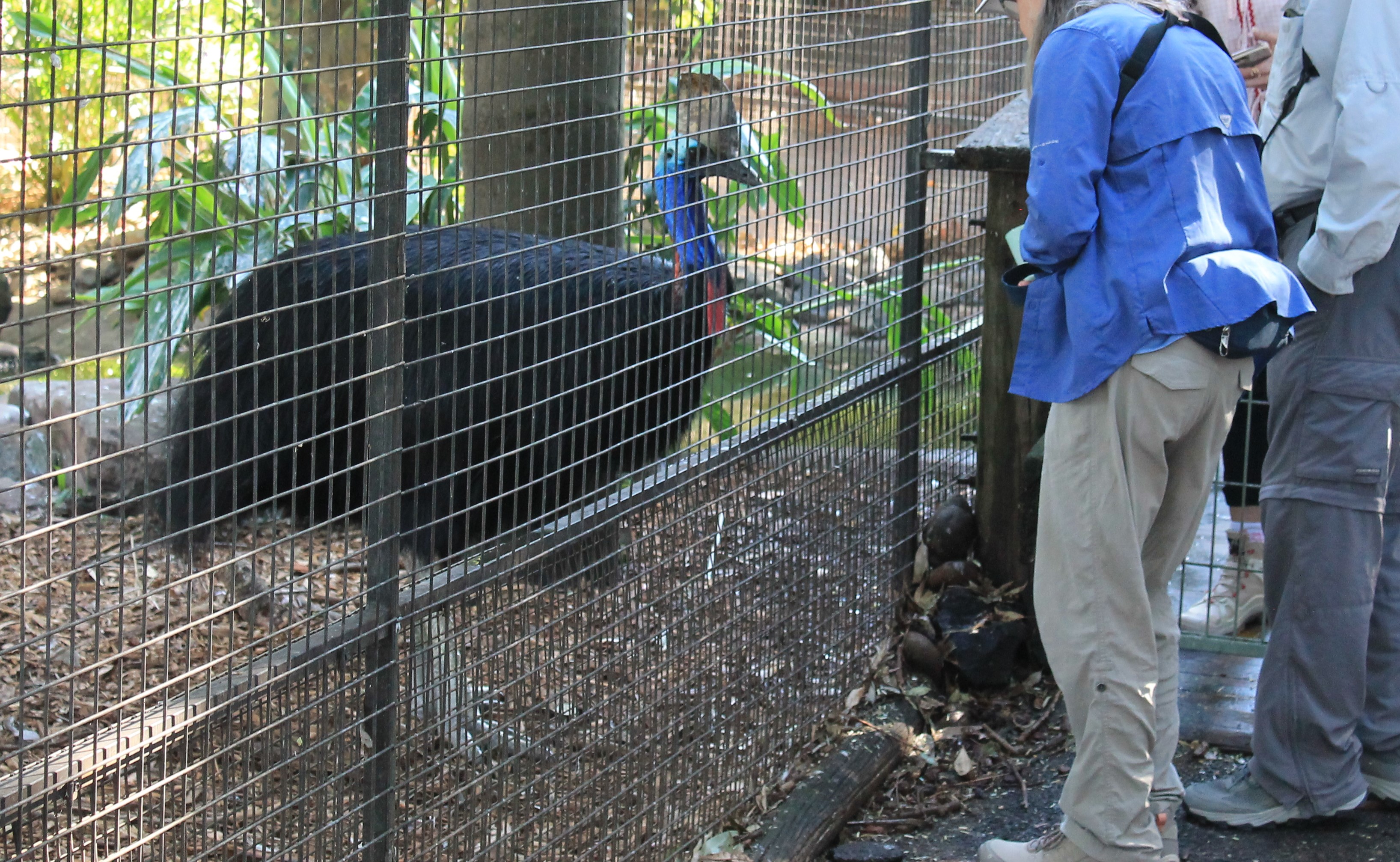 Common Cassowary