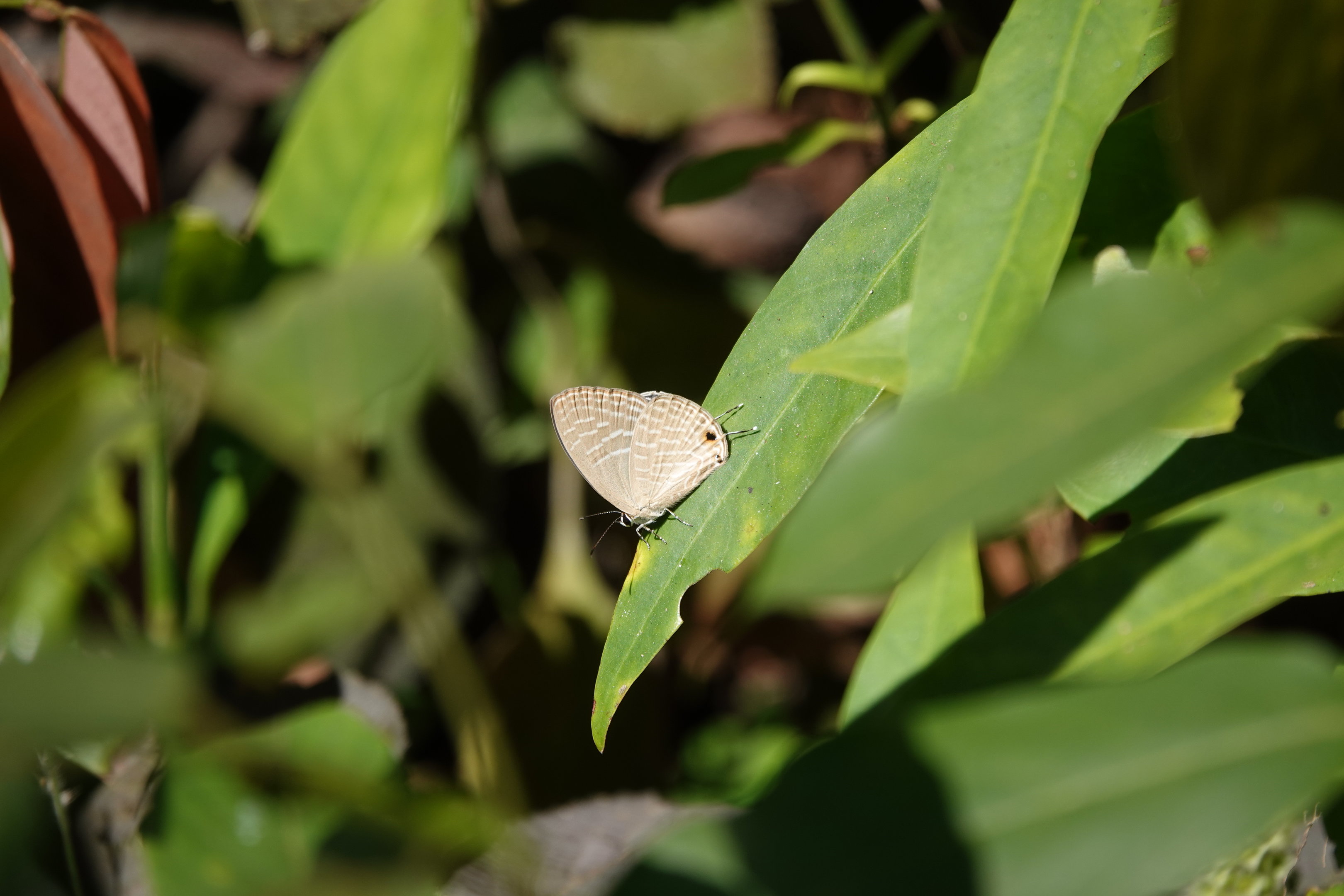 Common Cerulean