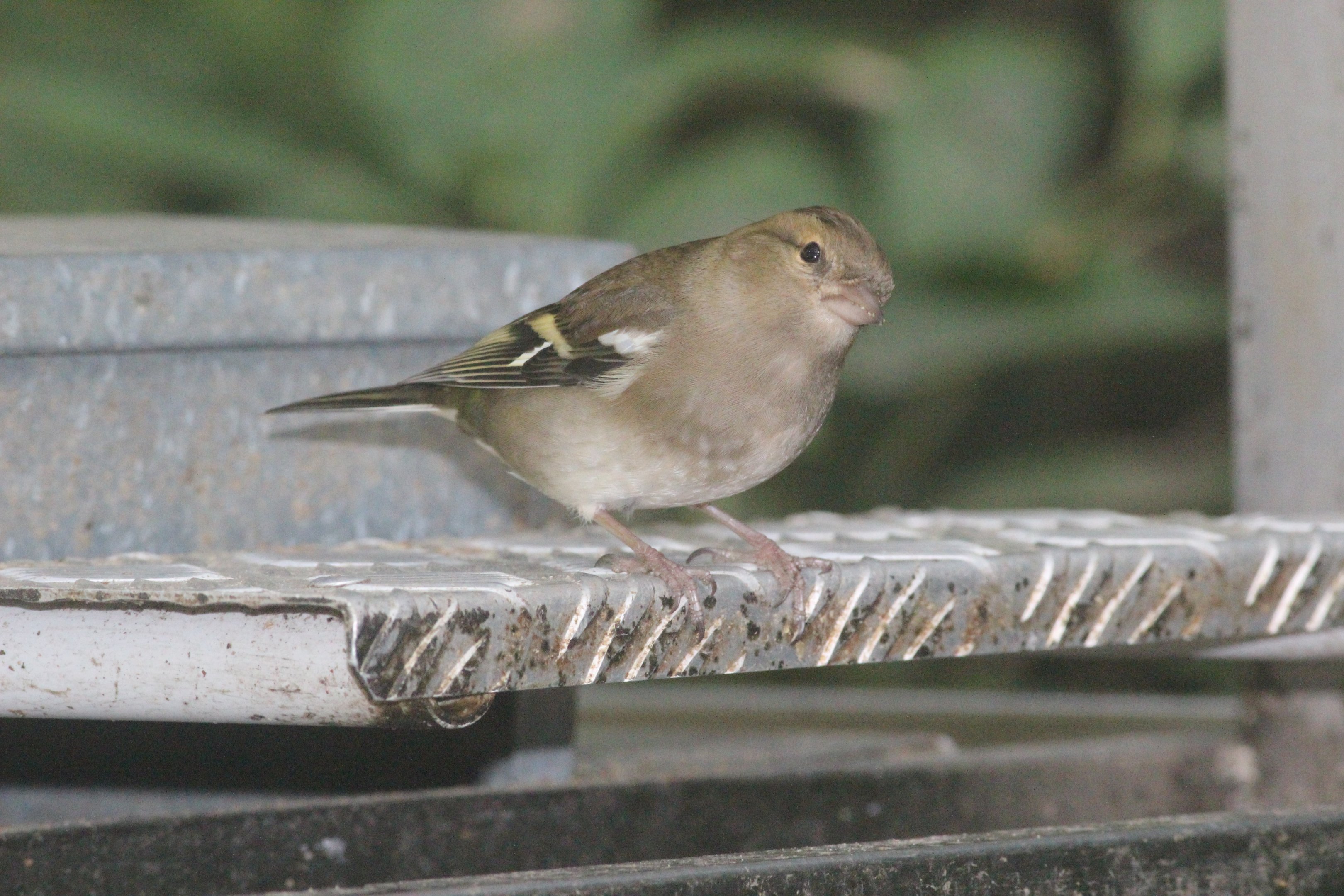Common Chaffinch female