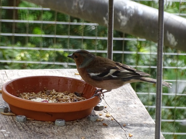 Common chaffinch (Fringilla coelebs coelebs)