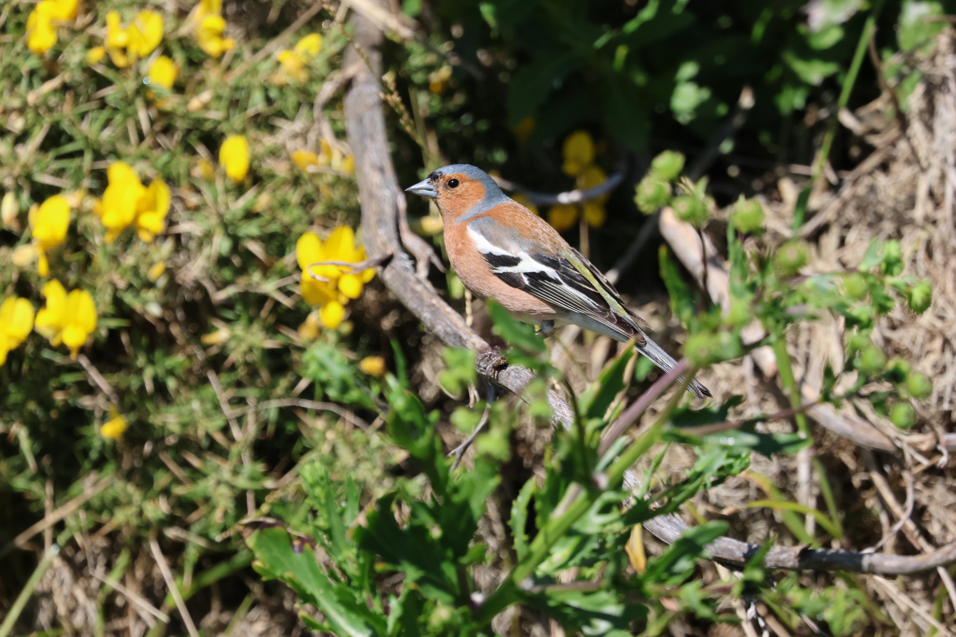 Common Chaffinch (Fringilla coelebs gengleri) male, Pencarrow Coast Road (Lower Hutt, Wellington)