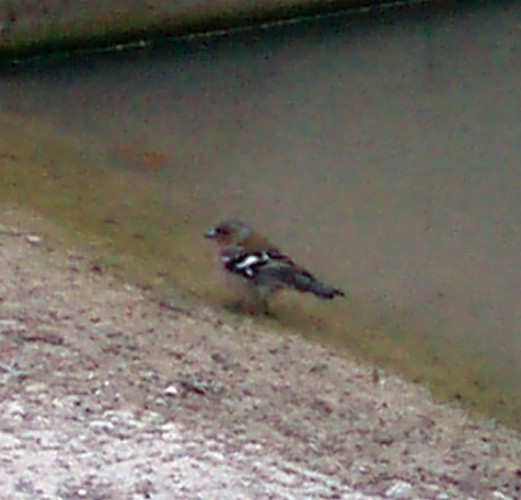 Common Chaffinch (Fringilla coelebs)
