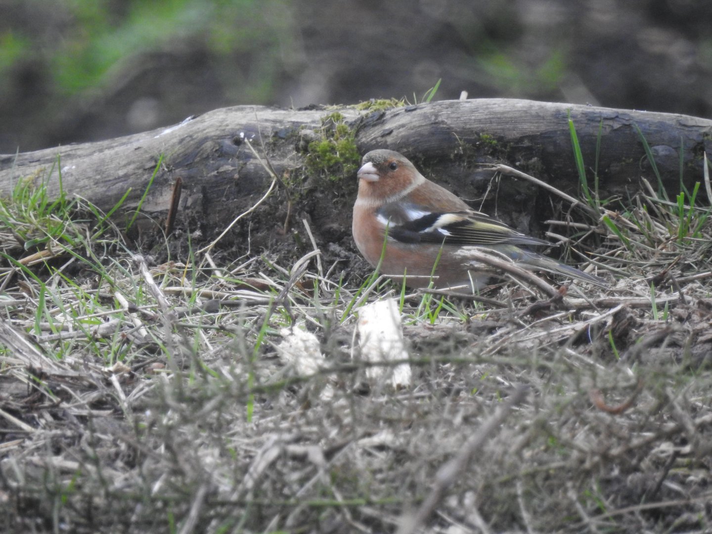 Common Chaffinch (Fringilla coelebs)