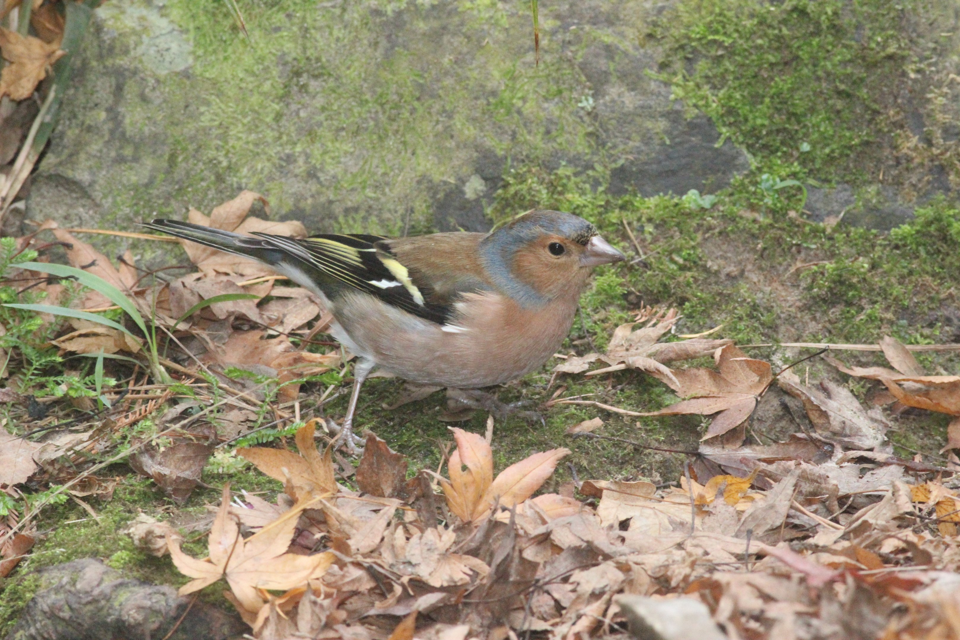 Common Chaffinch male, Wellington Botanic Garden