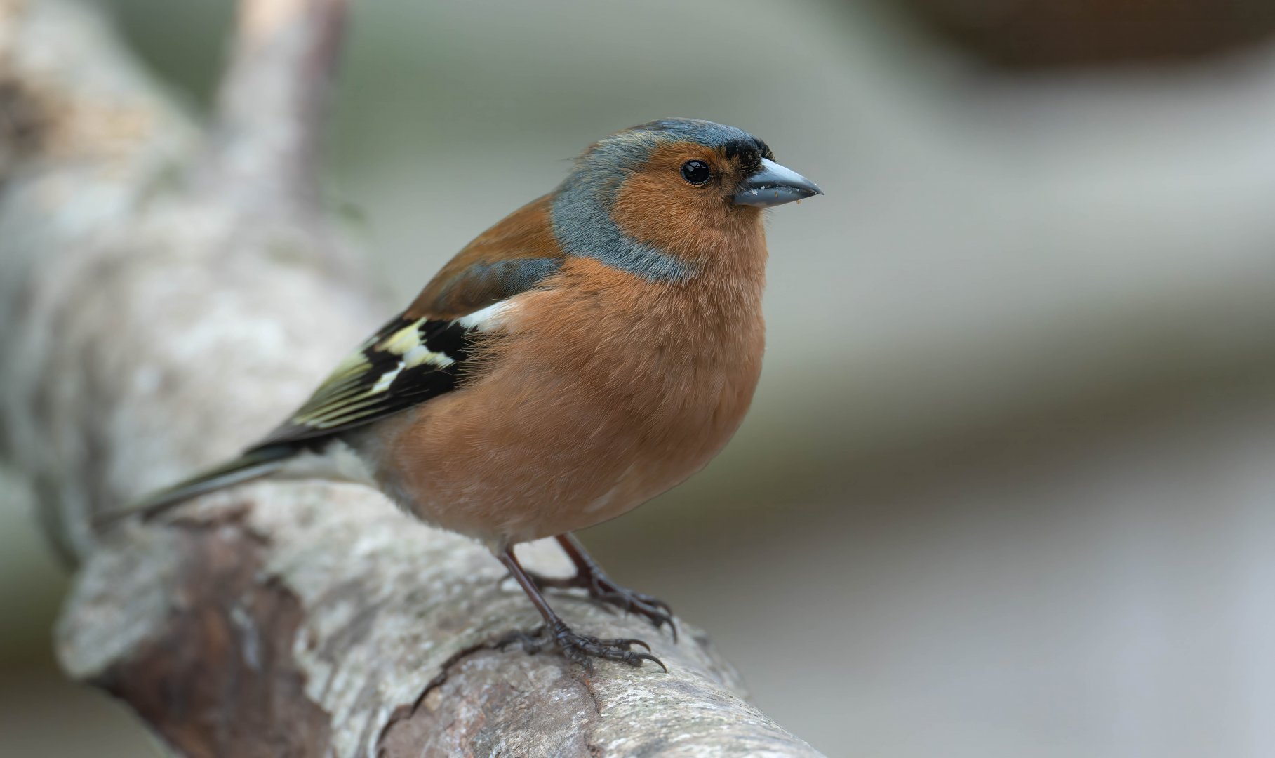 Common Chaffinch, (wild), UK