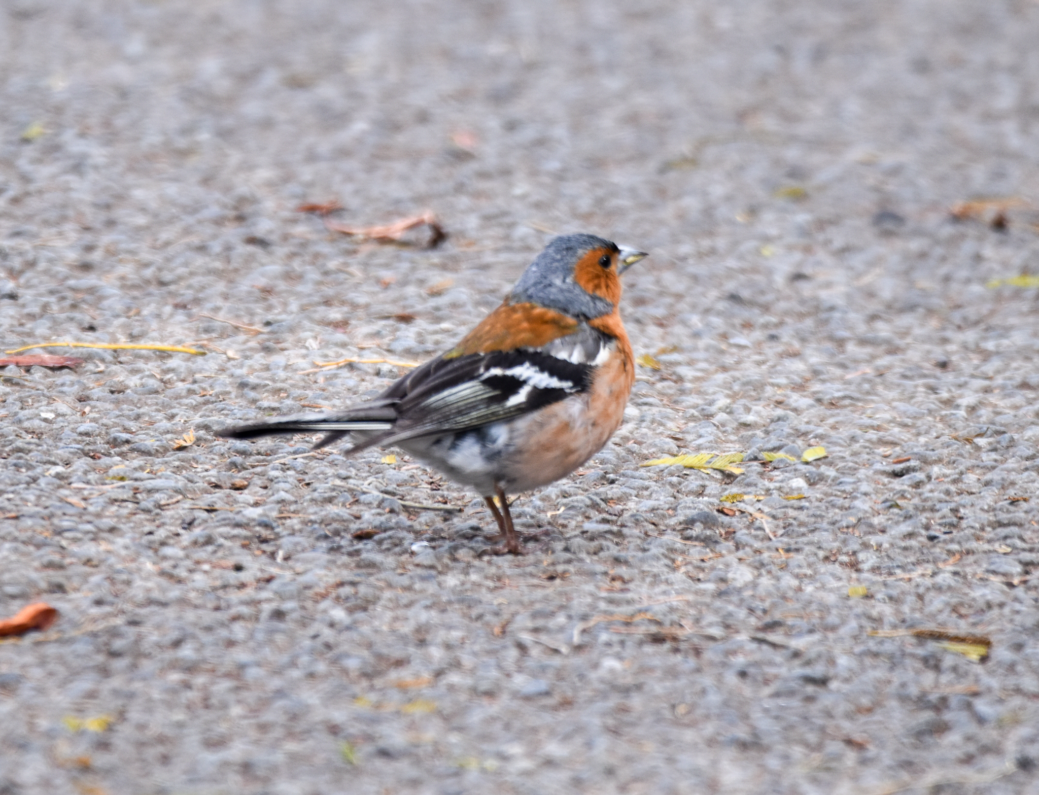 Common Chaffinch