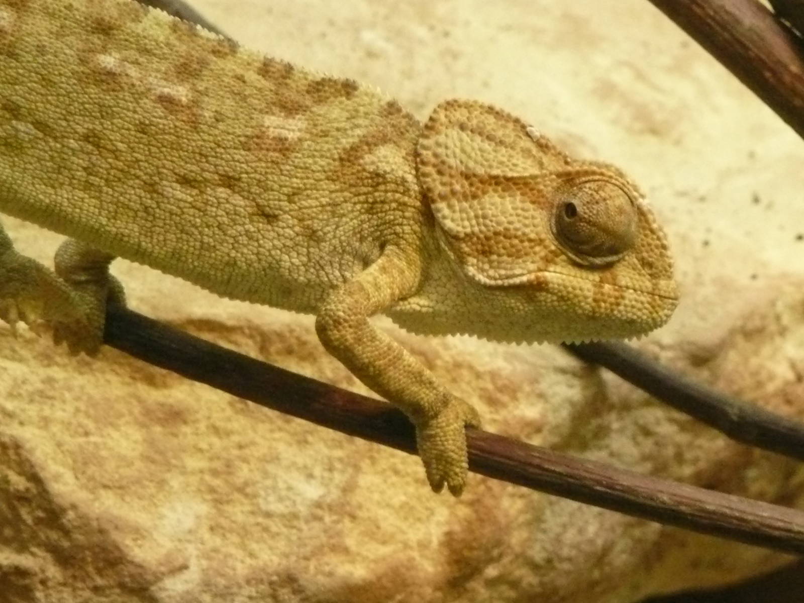 Common Chamaeleon
