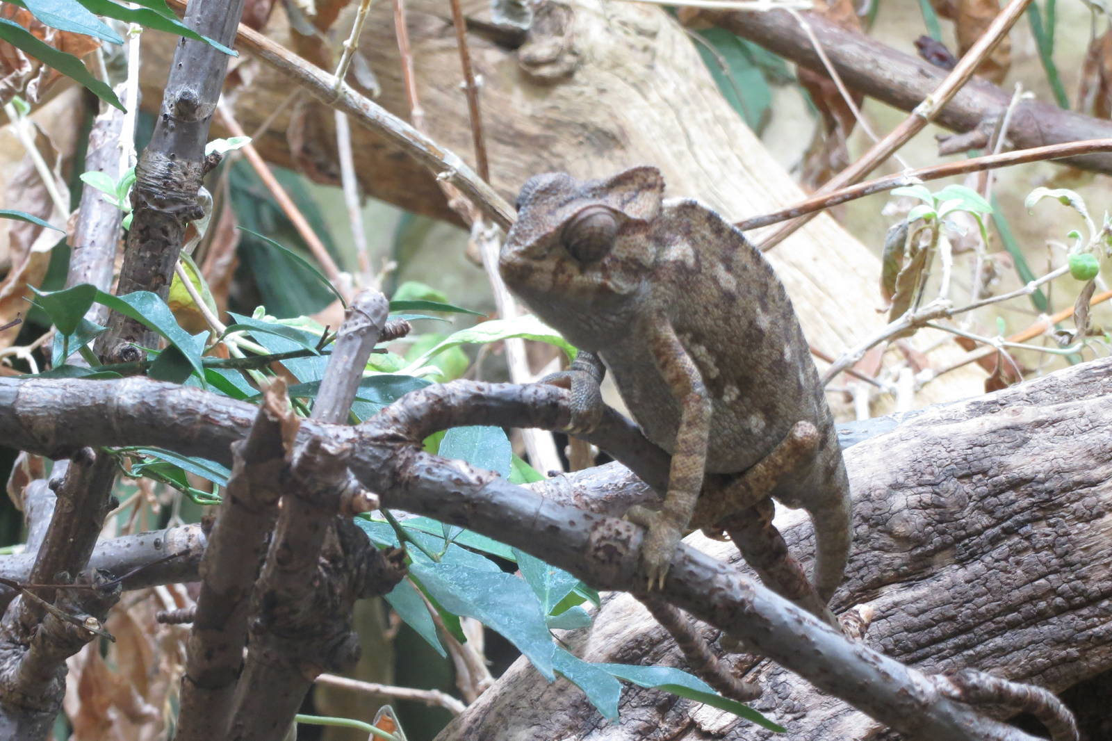 common chameleon 201013