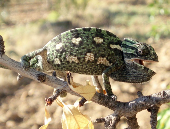 Common Chameleon (Chamaeleo chamaeleon)