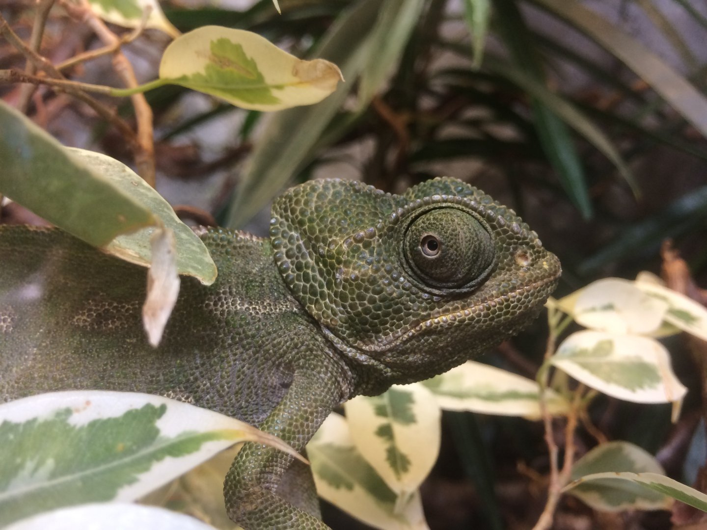 Common Chameleon (Chamaeleo chamaeleon)?