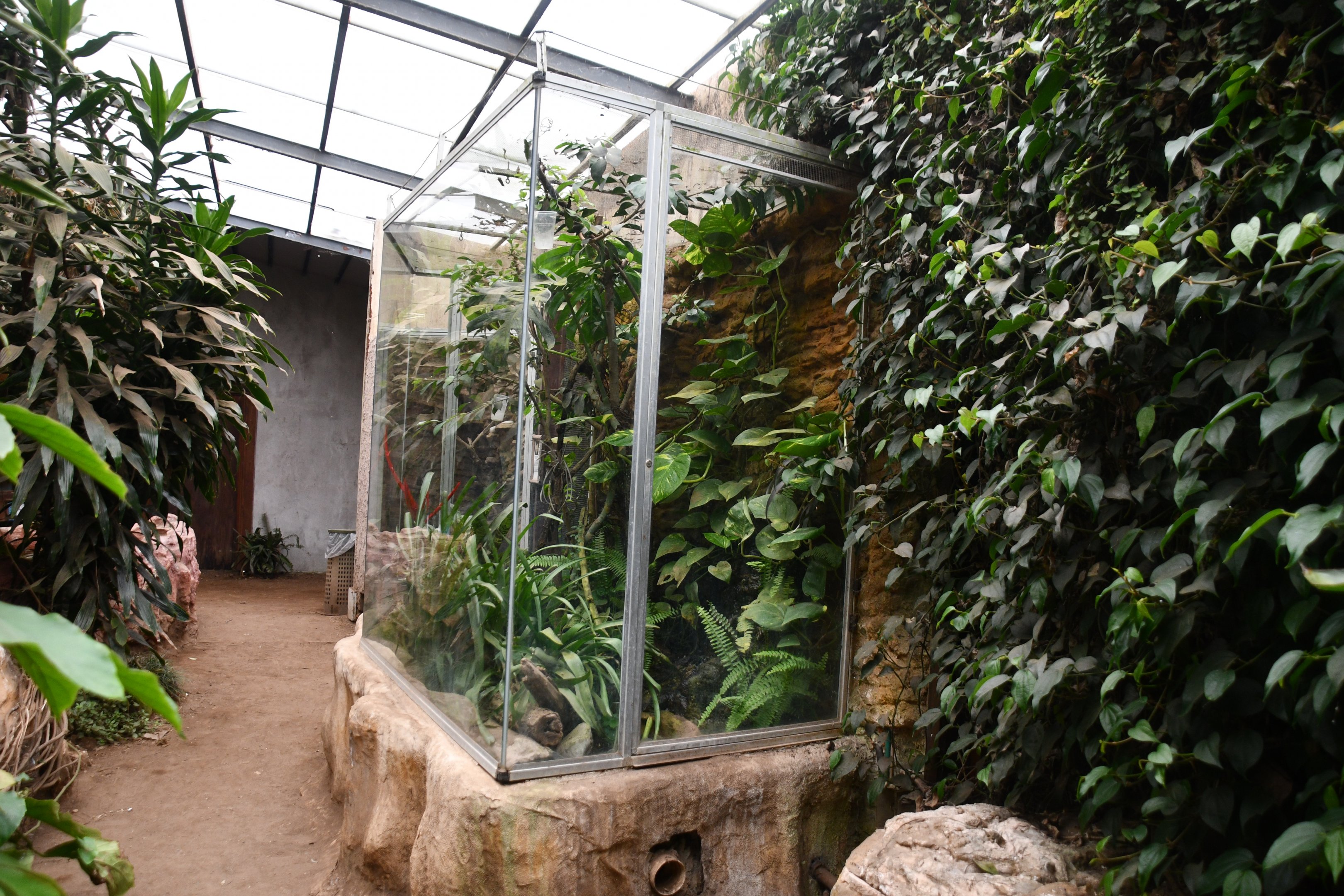Common Chameleon exhibit (Tropical Pavilion)