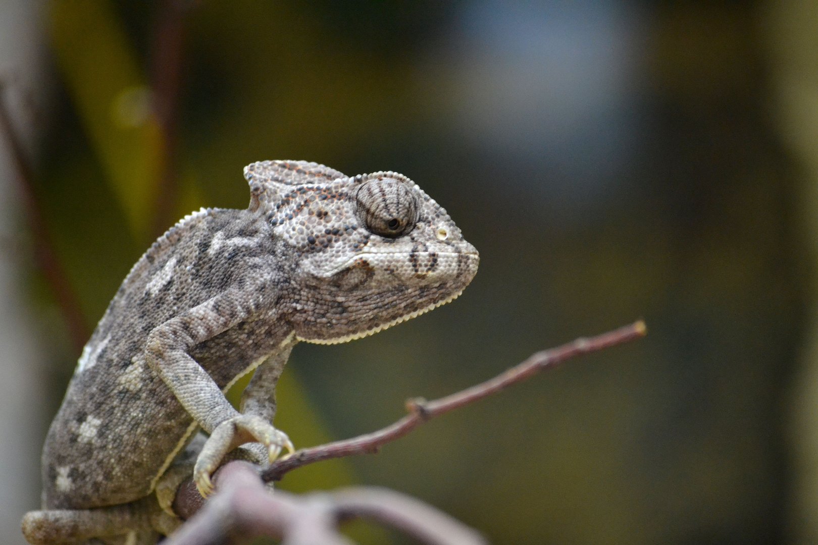 Common Chameleon - September 2016