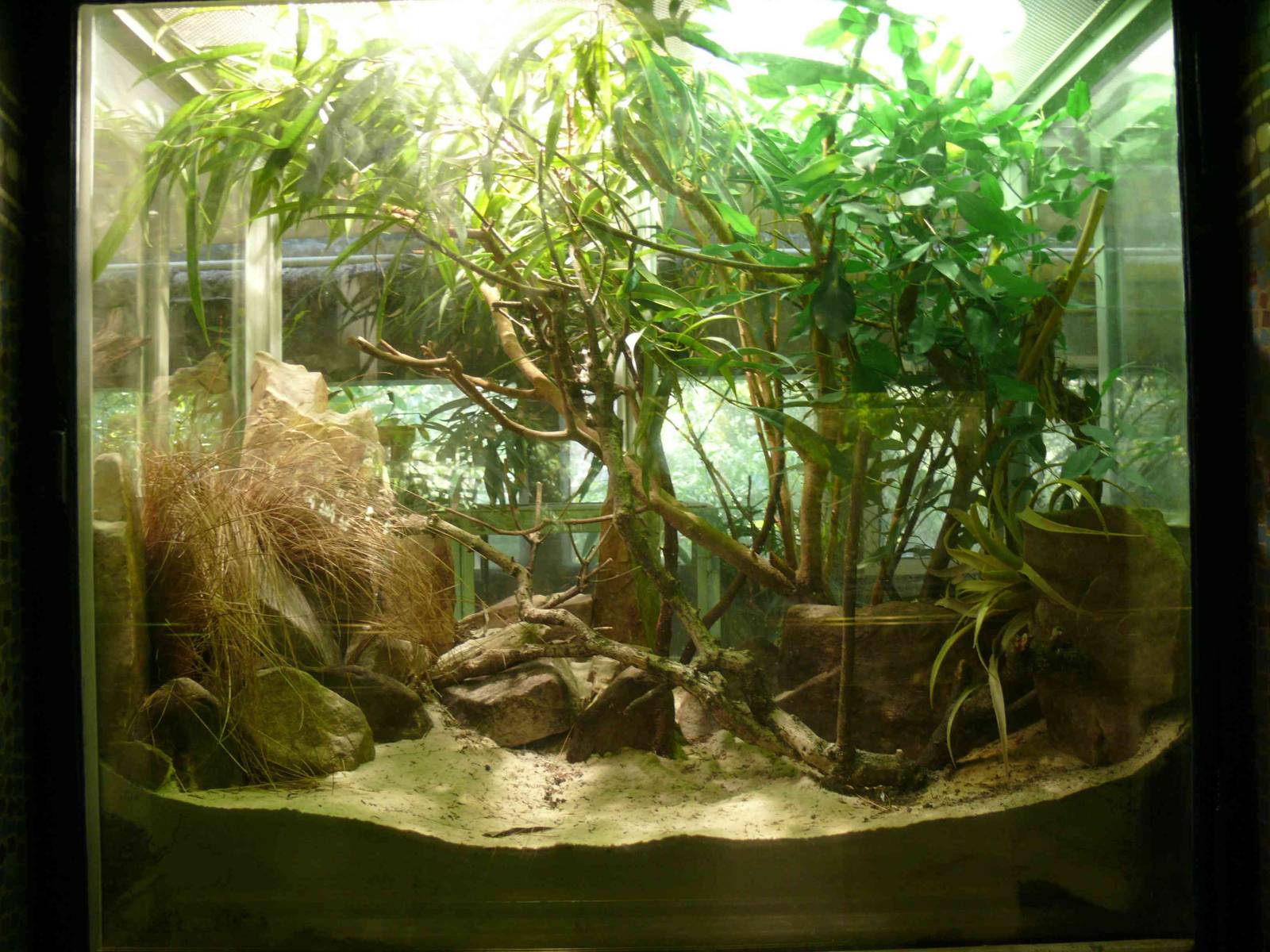 Common Chameleon terrarium inside the Vivarium