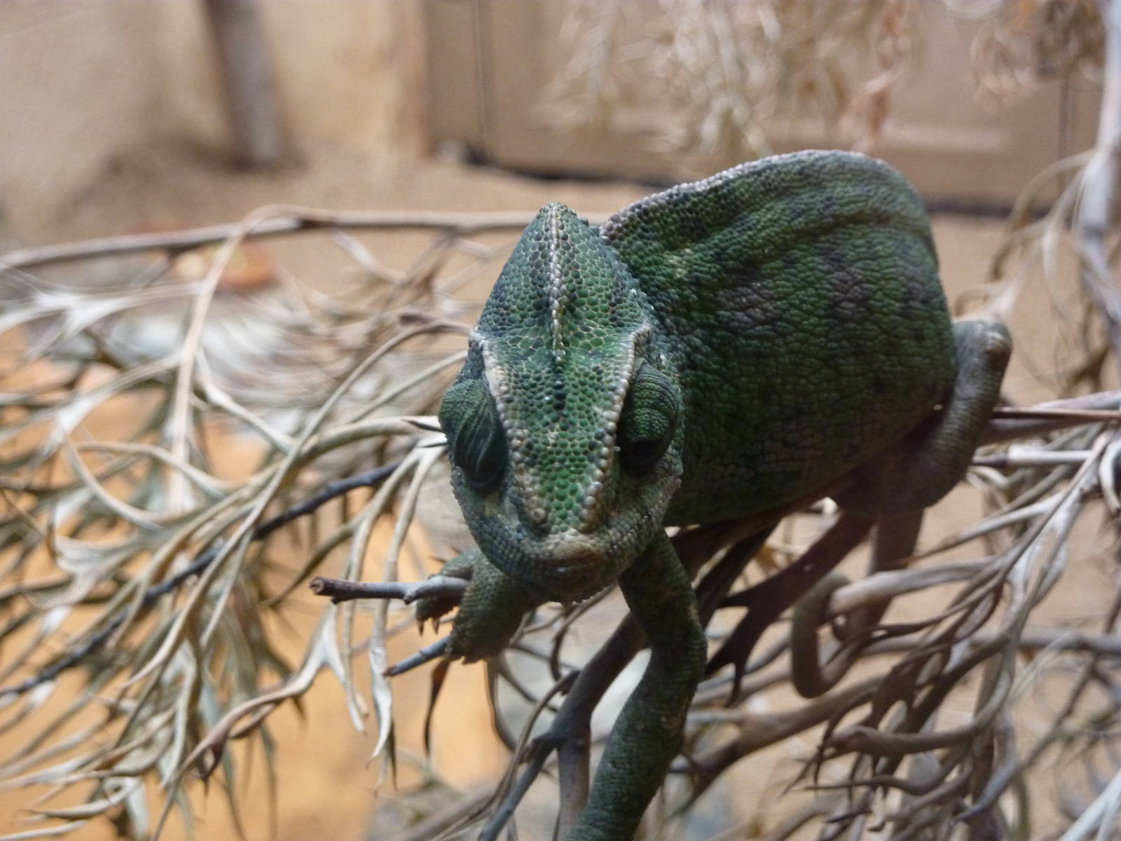 Common chameleon