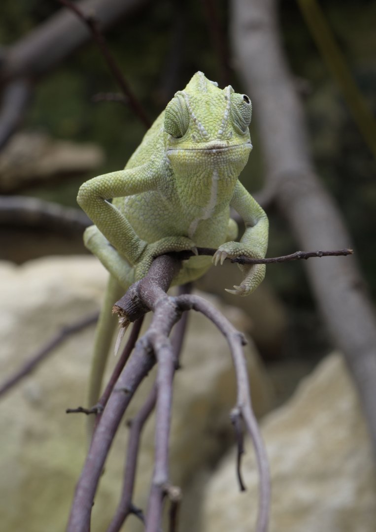 Common chameleon
