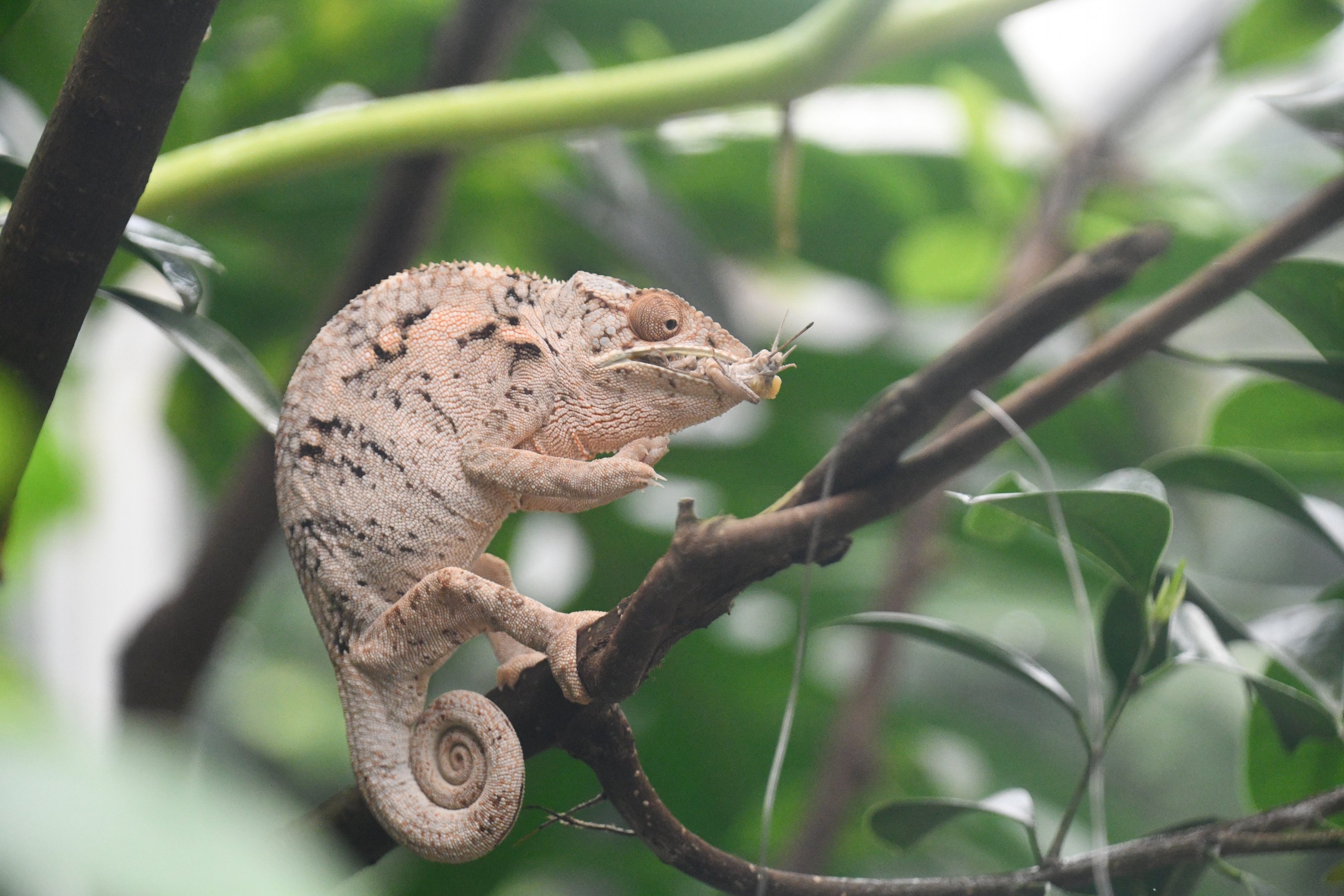 Common Chameleon