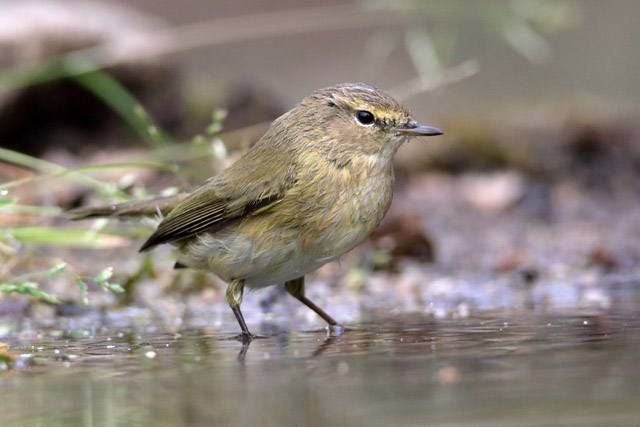 Common chiffchaff or Willow warbler?
