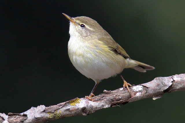 Common chiffchaff or Willow warbler?