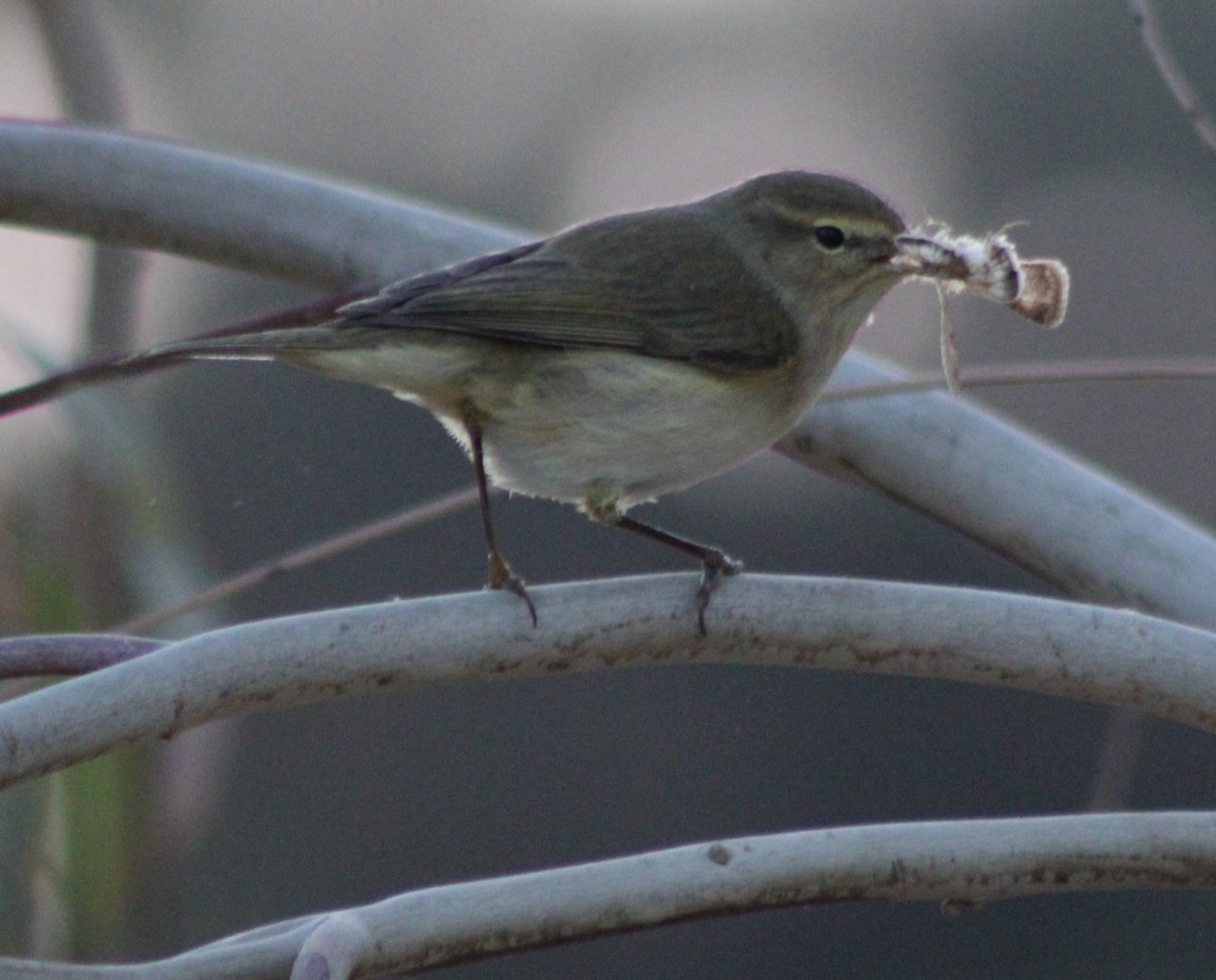 Common chiffchaff - Phylloscopus collybita