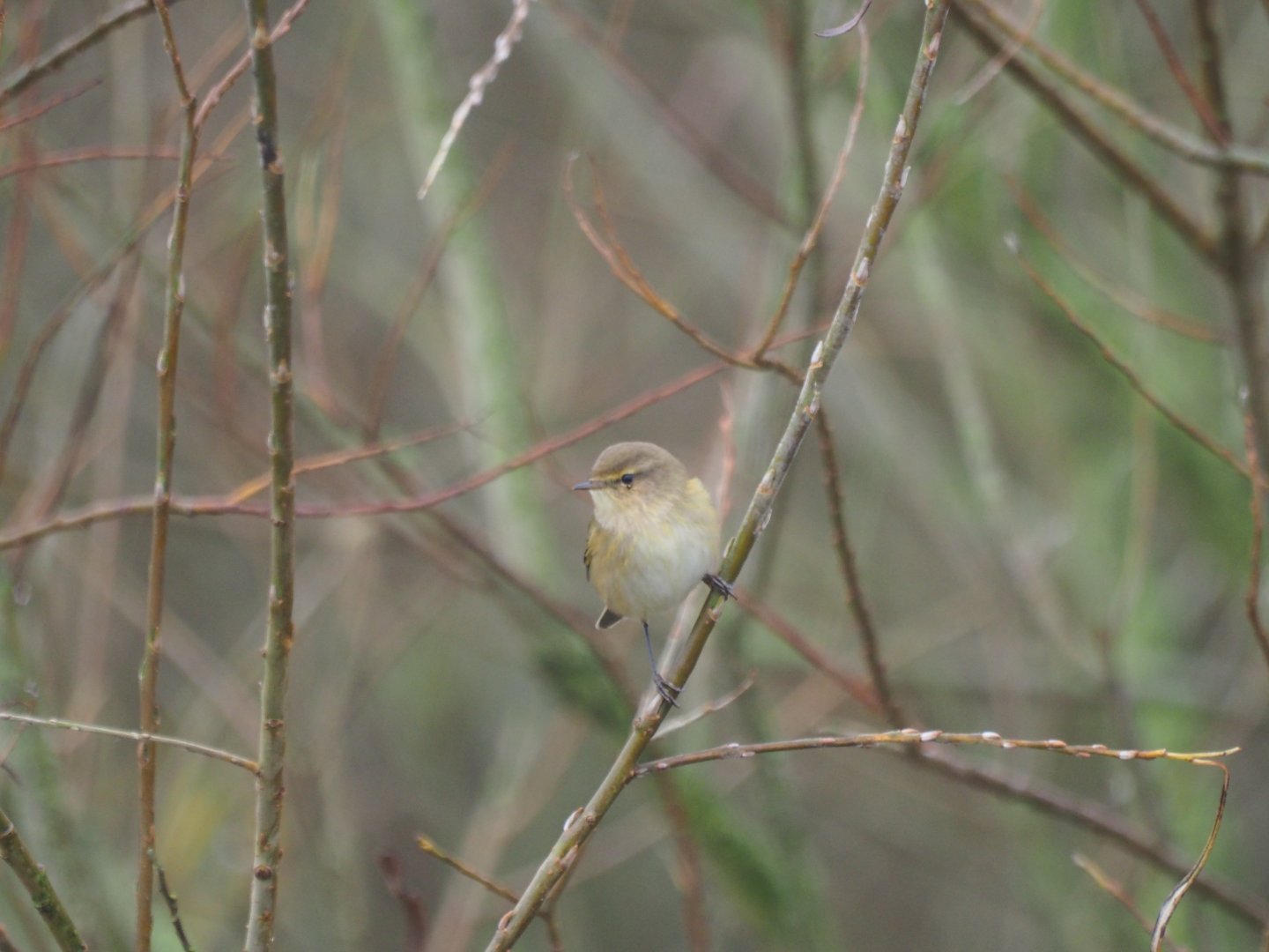 Common Chiffchaff