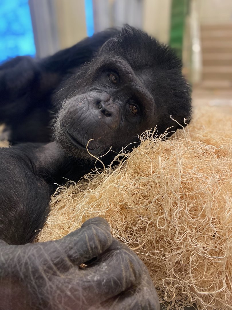 Common Chimpanzee - 12/29/24