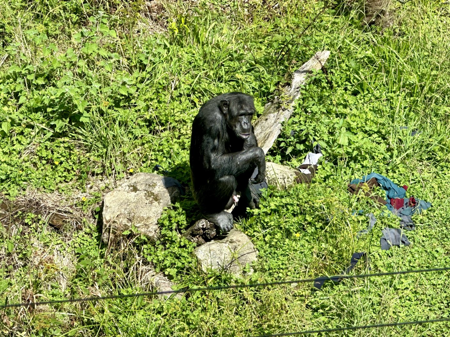 Common Chimpanzee (Alpha Male)