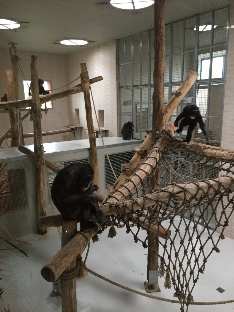 Common chimpanzee and western common chimpanzee indoor enclosure 10.2020.