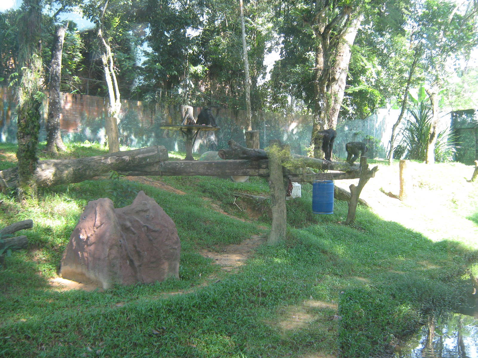 common chimpanzee enclosure