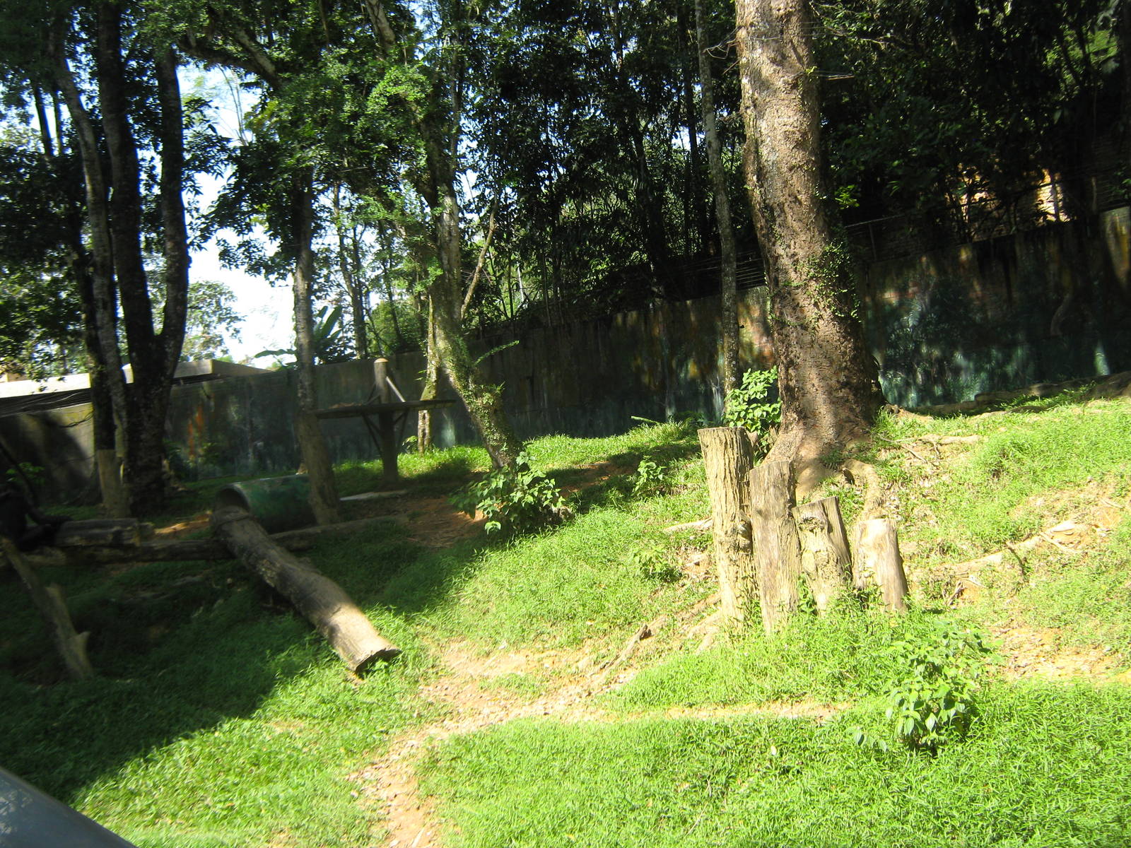 common chimpanzee enclosure