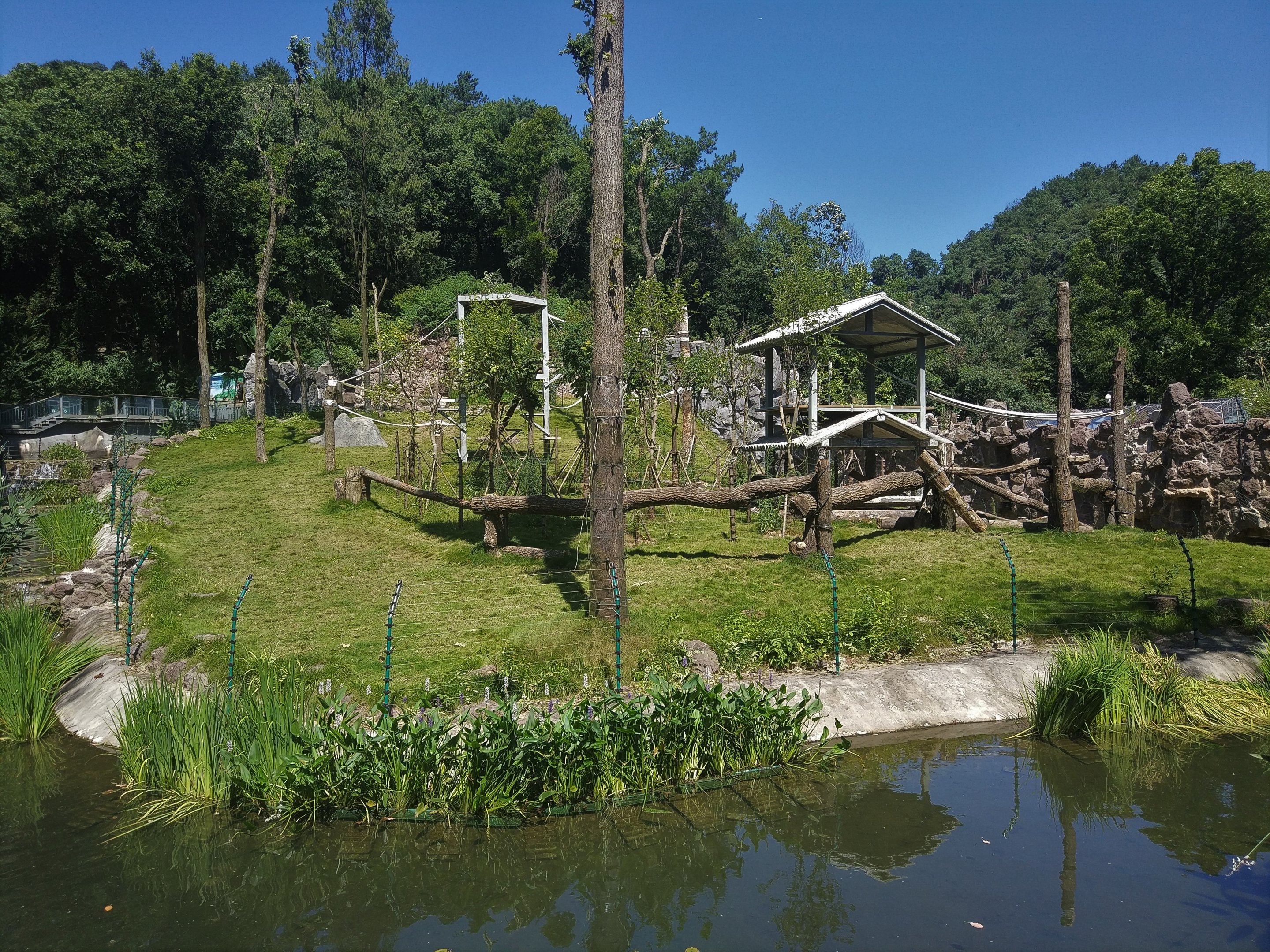 Common Chimpanzee Enclosure