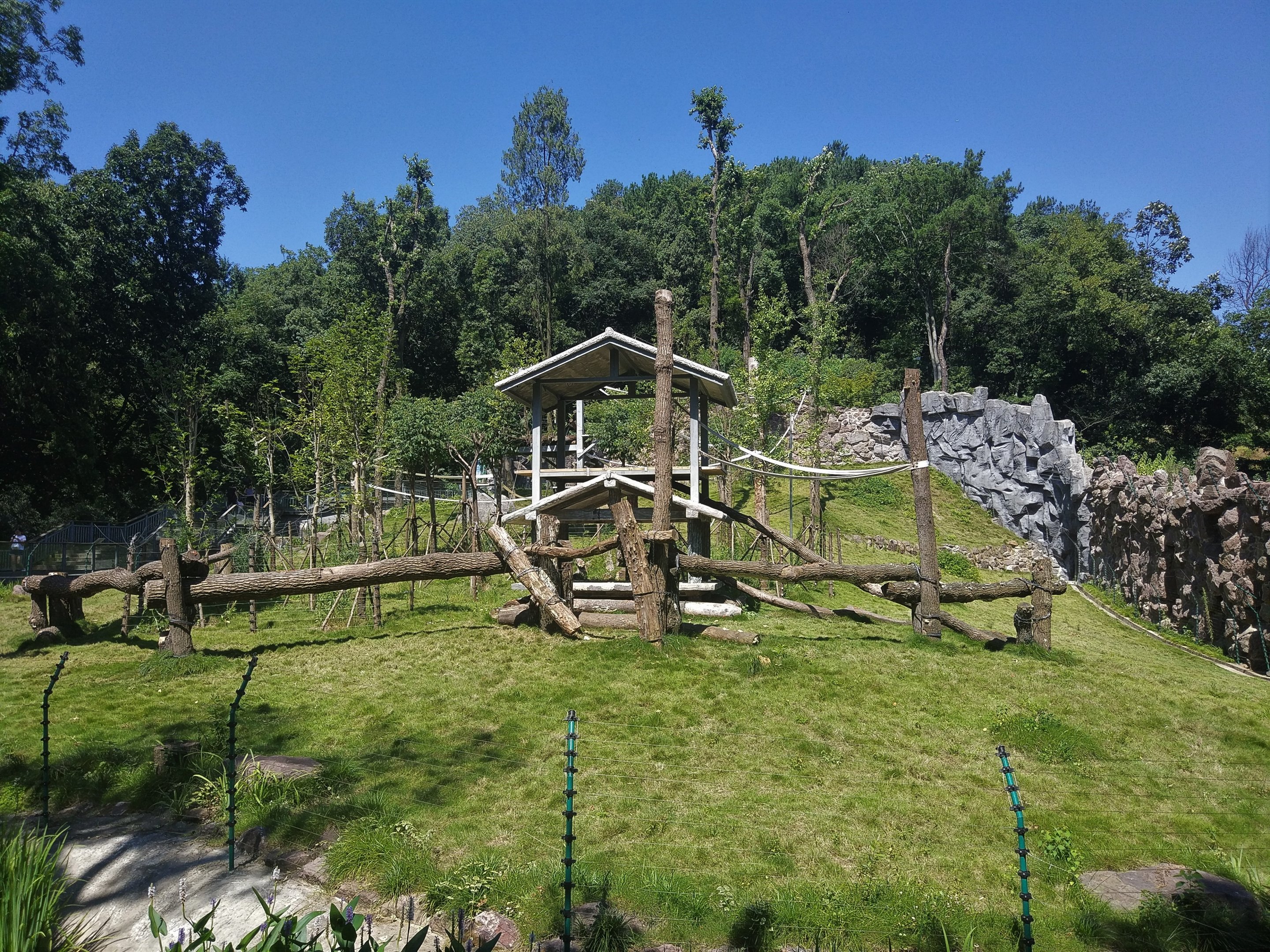 Common Chimpanzee Enclosure