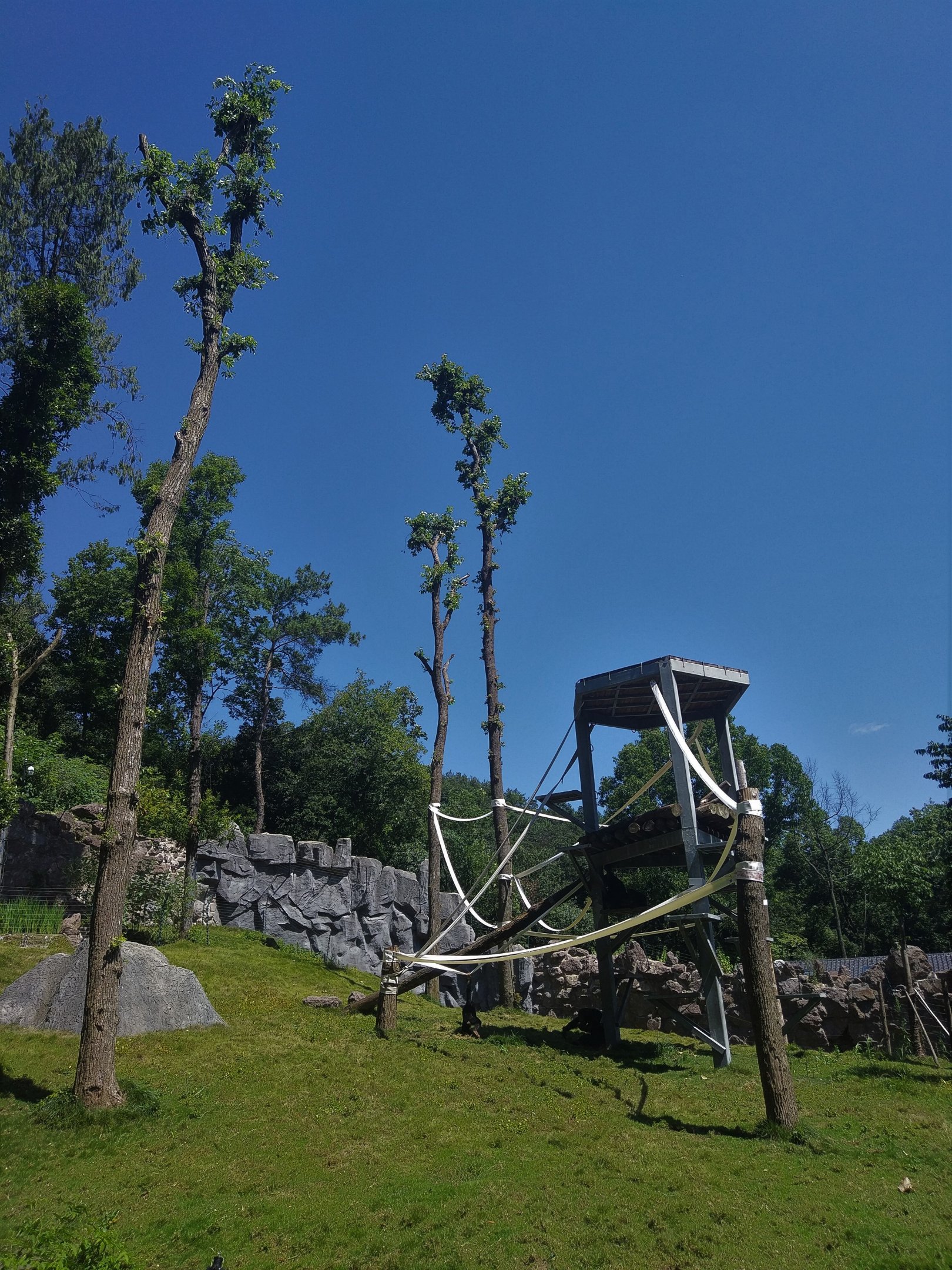 Common Chimpanzee Enclosure