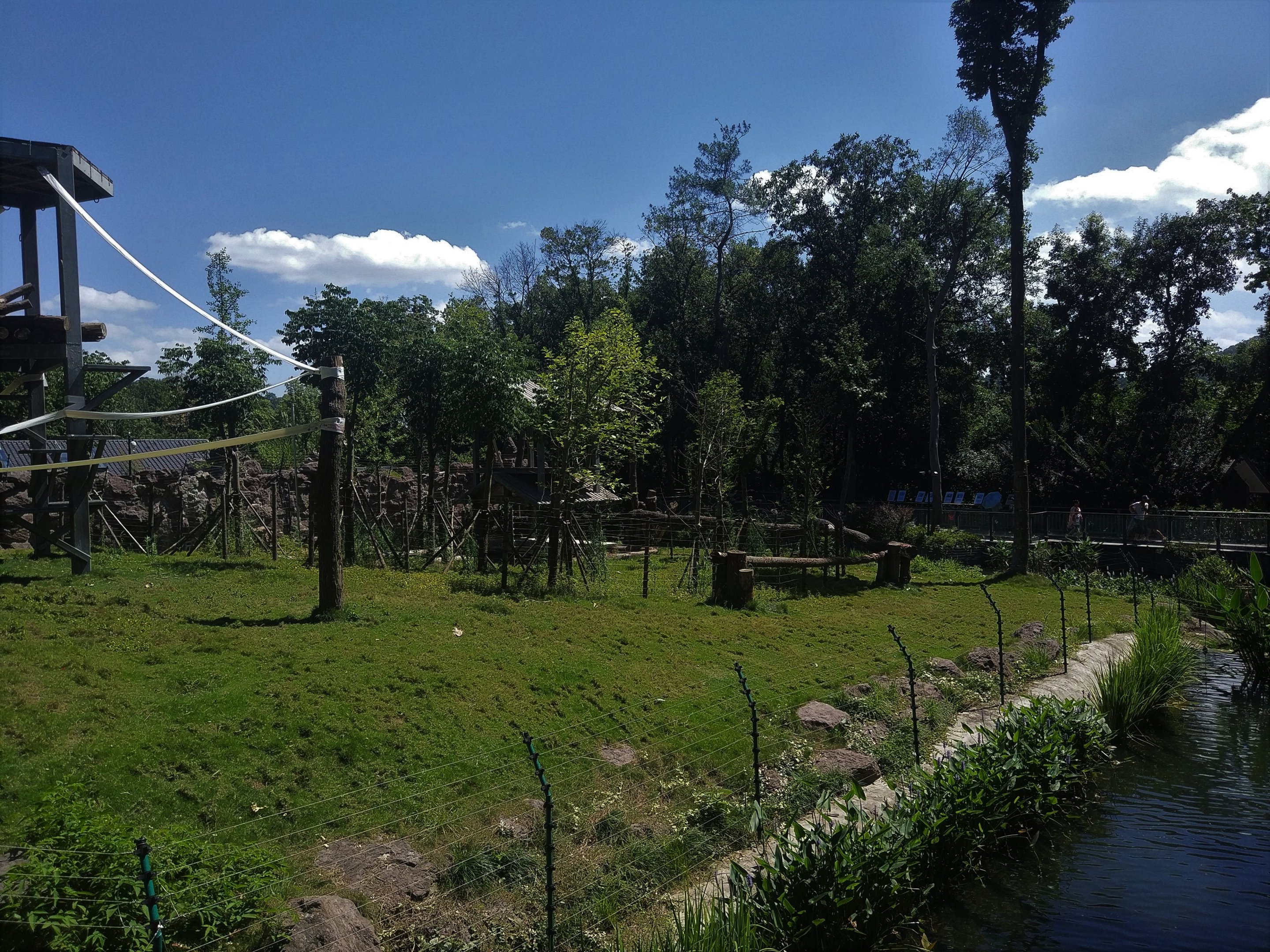 Common Chimpanzee Enclosure