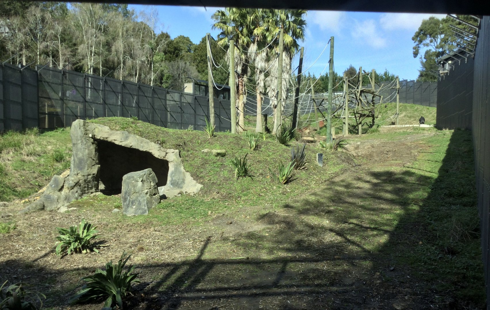 Common Chimpanzee Exhibit (Lower Viewing Window)